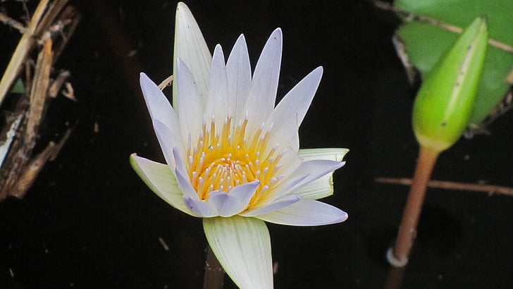 water lily, Blossom, Bloom, waterplant