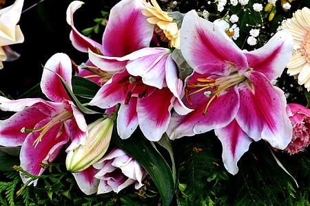 orkideat, kukat, Luonto, Violet, Blossom, Bloom, kasvi