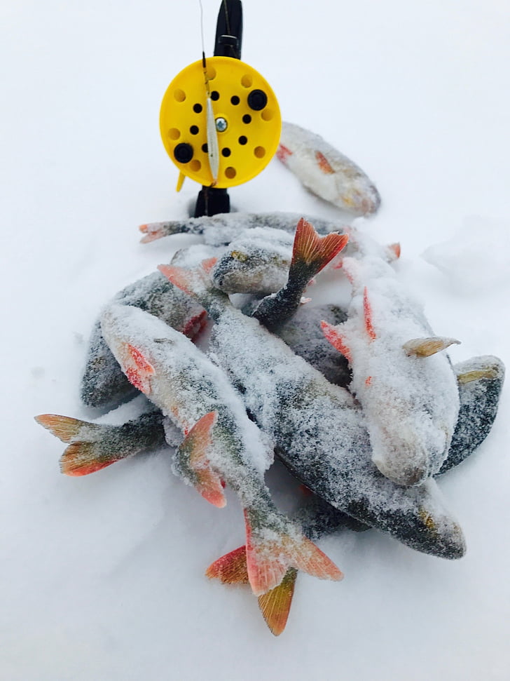 взимку, риби, окунь, сніг