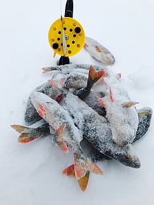 겨울, 물고기, 농 어, 눈