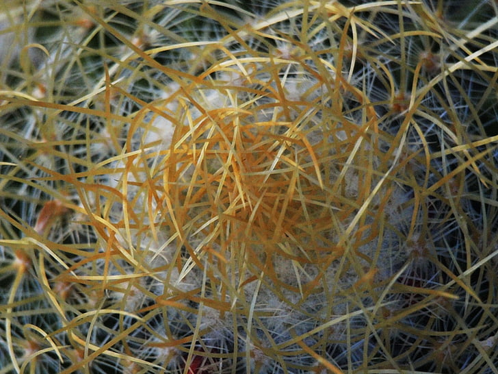cactus, sting, prickly