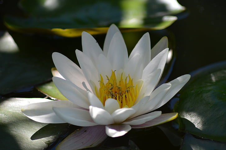 white, petaled, flower, water, Water Lily, Lily, White, Aquatic Plant