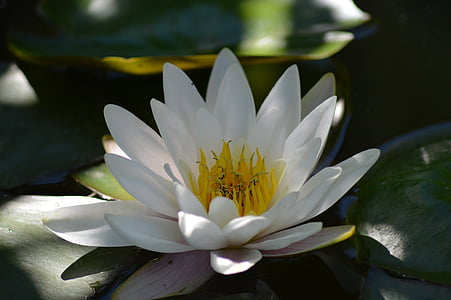 Белый, лепестковый, цветок, воды, Водяная лилия, Лили, белый, водные растения