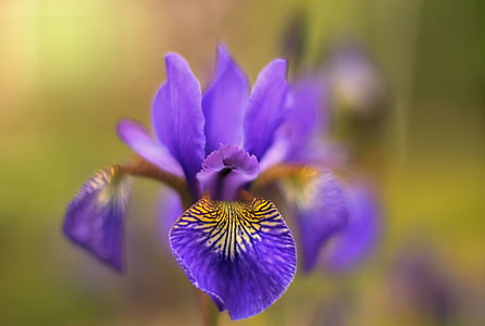 Luonto, kukat, violetti, kasvi, Lily, Puutarha