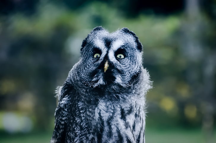 owl, bird, wildlife, closeup, macro, beautiful, hdr