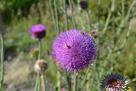 thistle, insect, flower