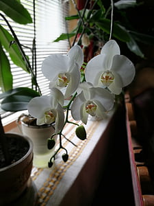 orhideja, domov, rastlin, cvet, bela, čudovito
