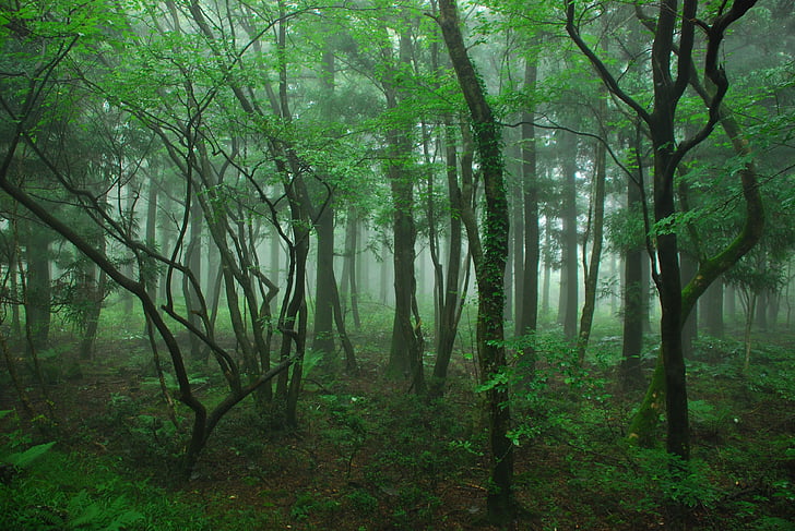wood, jeju island, four ryeoni, forest, nature, tree, fog