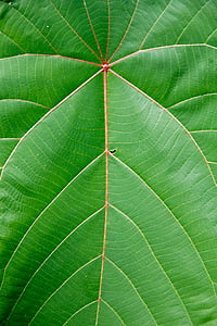 Palm, ormbunksblad, Leaf, exotiska, Palm tree, palmblad, Tropical