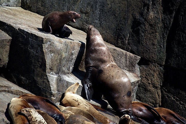 lobos de mar, rocas, Costa, Alaska, Parque Nacional de Kenai fjords, Estados Unidos, Marina