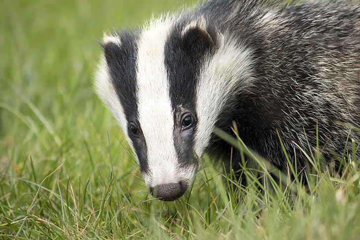 badger, wildlife, english, nature, british, environment, black white