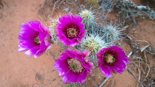 Kaktus, kwiaty, południowy zachód, Sedona, Arizona, fioletowy, macierzystego
