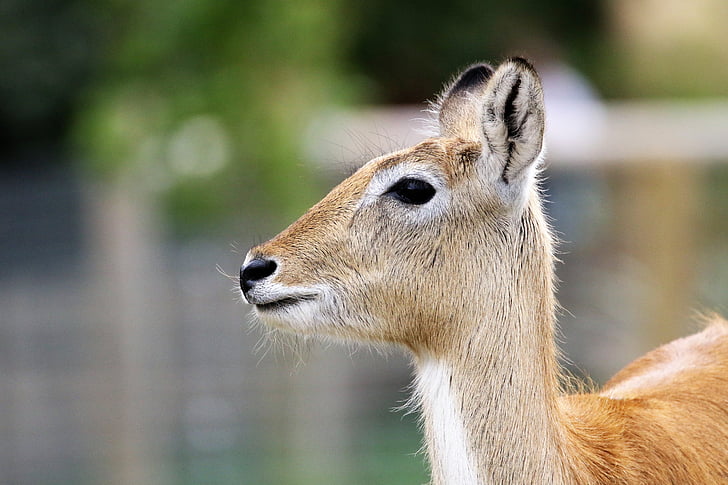 cerf, antilope, nature, sauvage, faune, mammifère, Impala