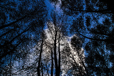 bosque, árbol, noche, naturaleza, tronco, madera, tronco de árbol