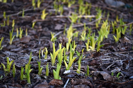 Frühling, Pflanzen, Wachstum, Hintergrund, Wald, Grün, Frühling