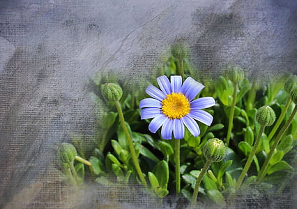 lila, Daisy, Blume, Anlage, Natur, Frühling, Blüte