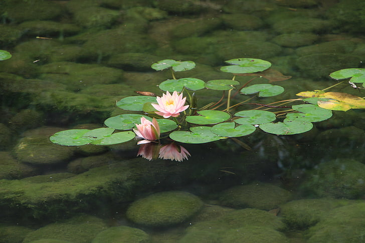 Lotus, květ