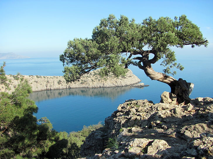 Krim, zee, boom, zomer, Zwarte Zee, Cliff, natuur