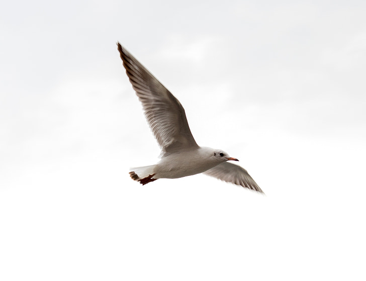 bird, photography, camera, seagull, flying, nature, animal