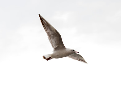 pájaro, Fotografía, cámara, Seagull, vuelo, naturaleza, animal