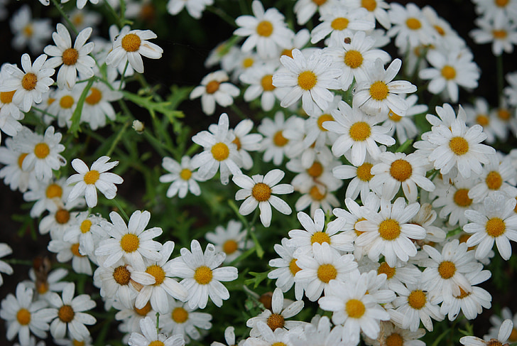 λουλούδι, μπουκέτο, λευκές ανεμώνες, φύση, χλωρίδα, άνοιξη
