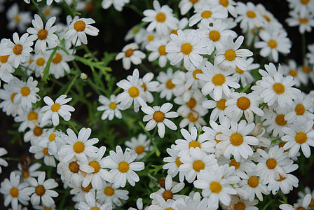 květ, kytice, bílé sasanky, Příroda, Flora, jaro