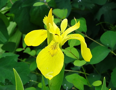 iris pantà, Iris, flor, planta, pantà, groc, natura