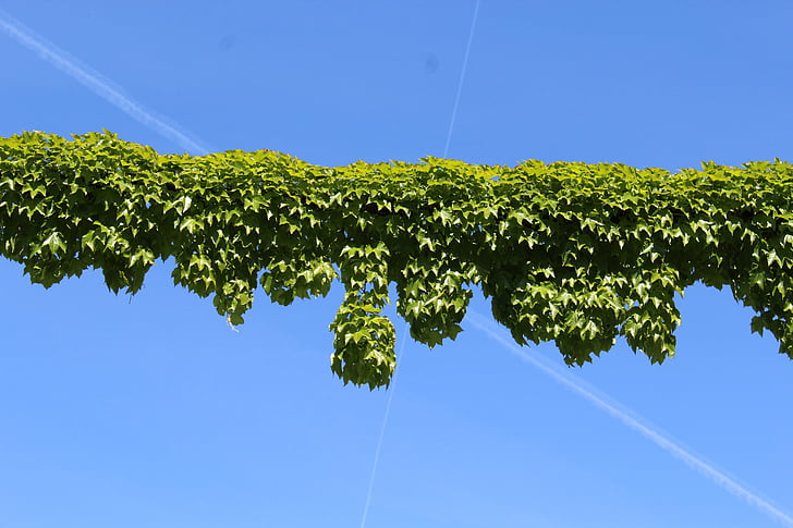 ivy, creepers, plants, sky, green, blue, leaf