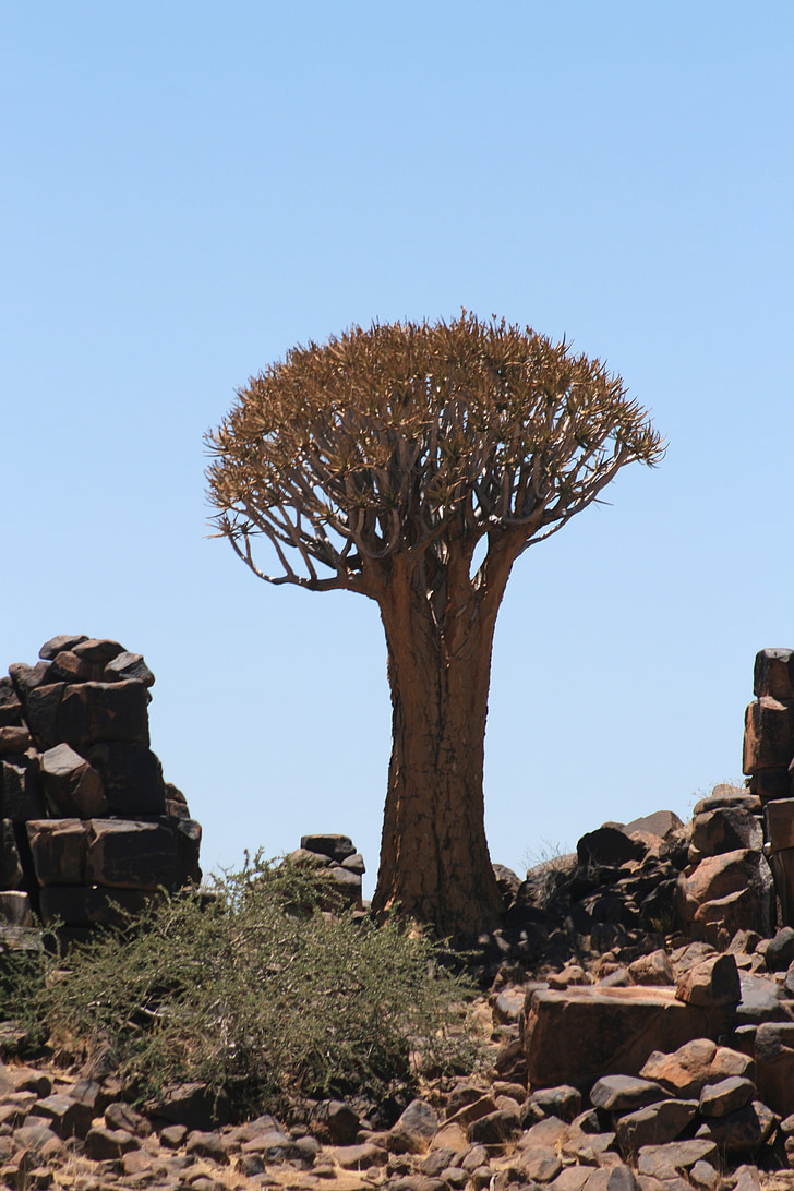 albero, Namibia, paesaggio