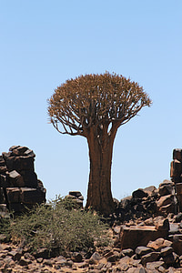 cây, Namibia, cảnh quan