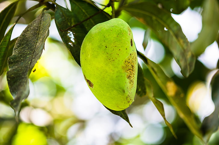 Mango, Mangový Strom, ovoce, ovoce, Certifikát výjimečnosti