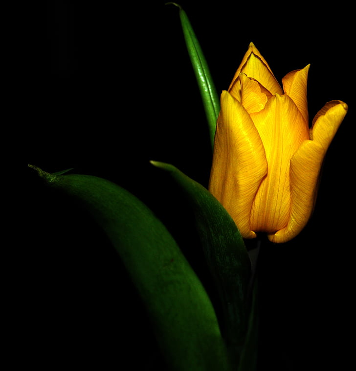 Tulipa, planta, flor, flor, Tulipa noble, natura, primavera