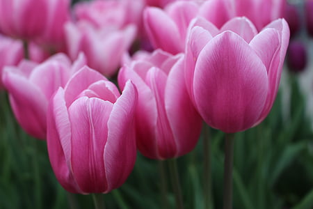 tulipano, fiore, natura