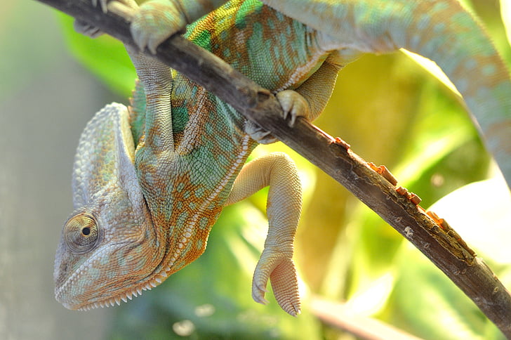 chameleon, branch, pet, green, home, eyes, tail