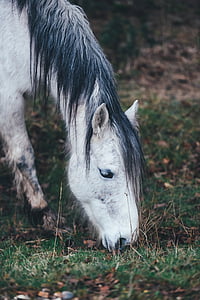 white, black, foal, animal, animals, grass, hair