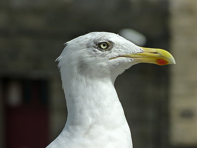 seagull, eye, bill, feather, head, plumage, coast