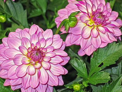 Dahlie, Dahlien Garten, Rosa, Blüte, Bloom, Blume, Natur
