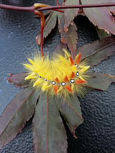 Firma Caterpillar, owad, Natura, transformacja, Latem, błąd, ogród