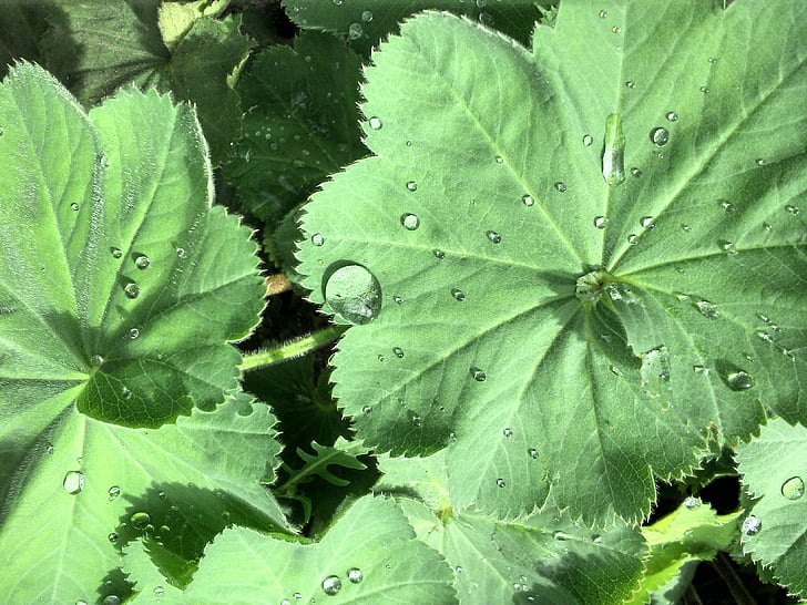kapljica vode, listov, rastlin, kaplja dežja, zelena, vode, blizu