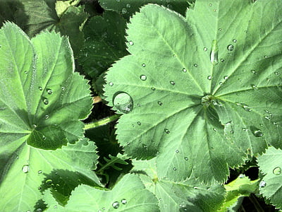 drop of water, leaf, plant, raindrop, green, water, close