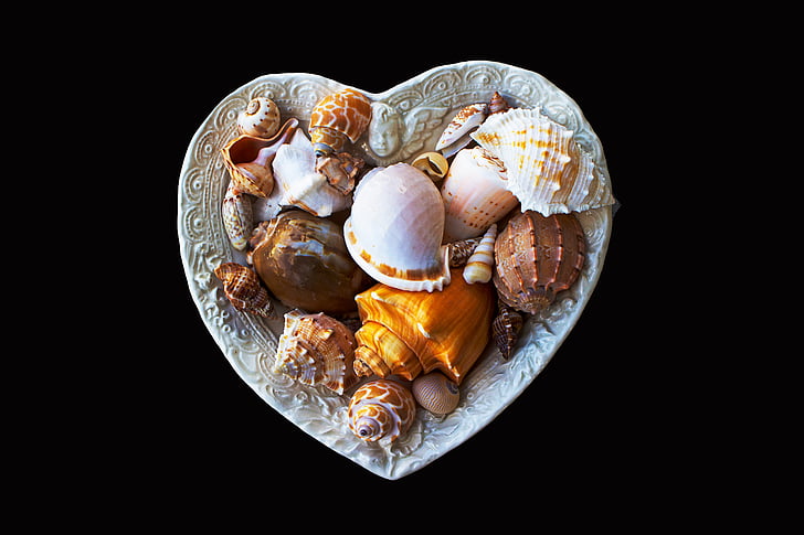 sea shells, molluscs, sea, marine, dish, heart