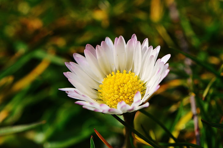 Daisy, Blume, Wiese, Spitzen Blume, Frühling, Sommer
