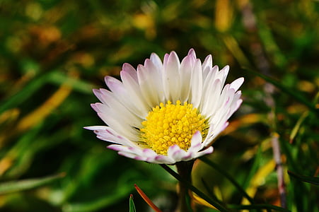 Daisy, blomst, ENG, spidse blomst, forår, sommer