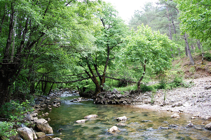 nature, green, spring, forest, tree, river, stream
