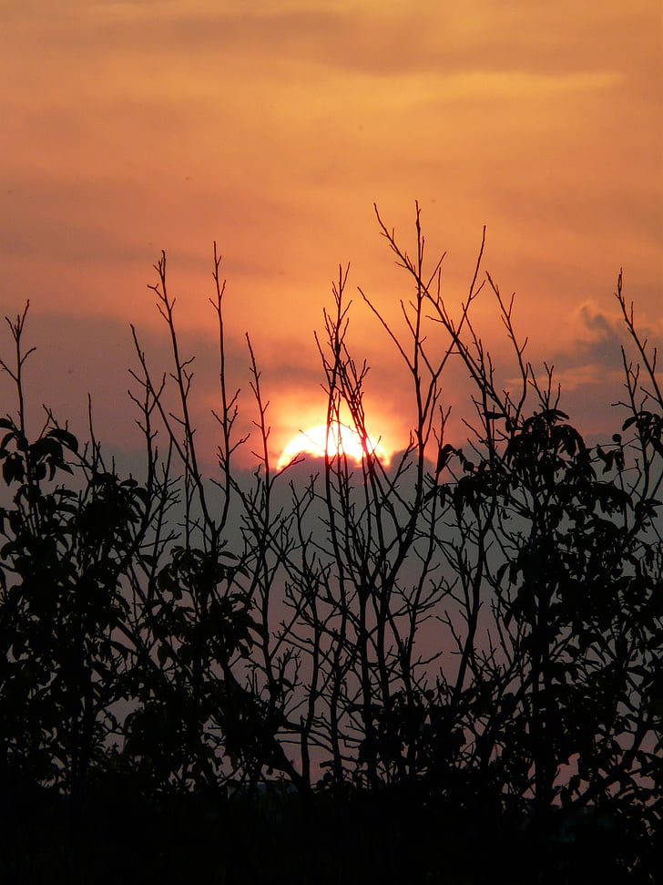 sunset, nature, mood, view, tree