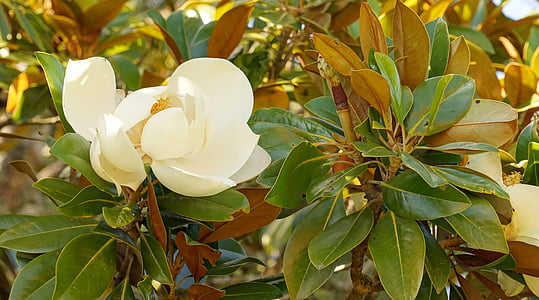 Magnolia, Blossom, mekar, frühlingsblüher, mekar penuh, sinar matahari musim semi, bunga