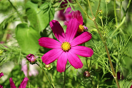 blomma, våren, Cosmea, kosmos växt, Cosmos bipinnatus, rosa färg, naturen