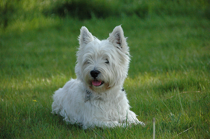 câine, West highland terrier, Westie