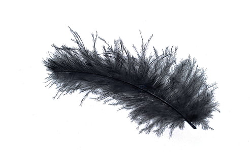 spring, down feather, bird feather, slightly, airy, tender, black