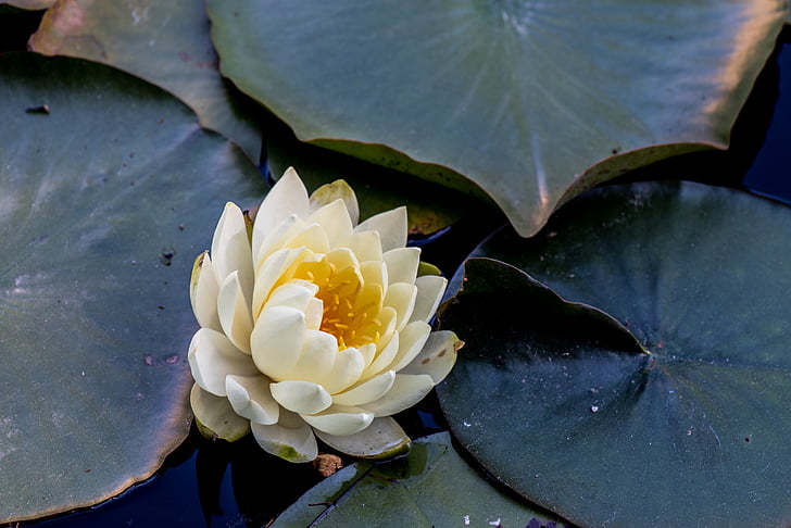 flower, plant, pond, water lilies, water lily, flowers, nature